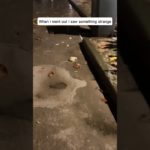 How I lost a Pet and a friend…💔🐥