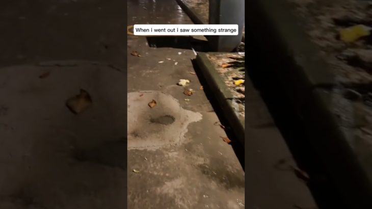 How I lost a Pet and a friend…💔🐥