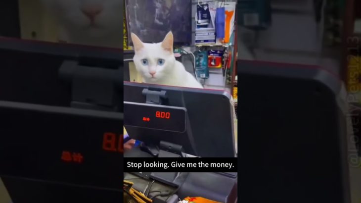 Interesting pet videos! #cat #dog #pets #music #meme #funny