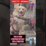 Labrador – Pretty Woman at the Pet Parlour 🐾💇‍♀️