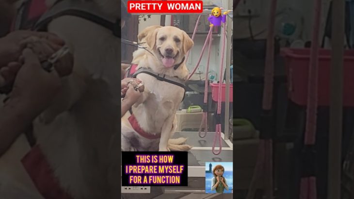 Labrador – Pretty Woman at the Pet Parlour 🐾💇‍♀️