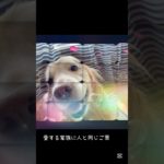 ペットセレモニー【Mamorial】2025.8.30より開始いたします