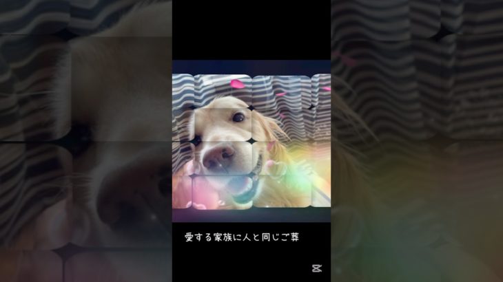 ペットセレモニー【Mamorial】2025.8.30より開始いたします