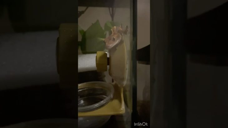 最新アイドルPart40 #爬虫類 #癒し #ペット #insect #タランチュラ #ヤモリ #クレステッドゲッコー #reptiles #スパイダーマン #ソコトラアイランドブルーバブーン#はちゅ