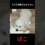 ペットの謎行動「うさぎ活動🐰」 #ペット #犬のいる生活 #トイプードル #犬 #Pet #DogLife #ToyPoodle #dogs