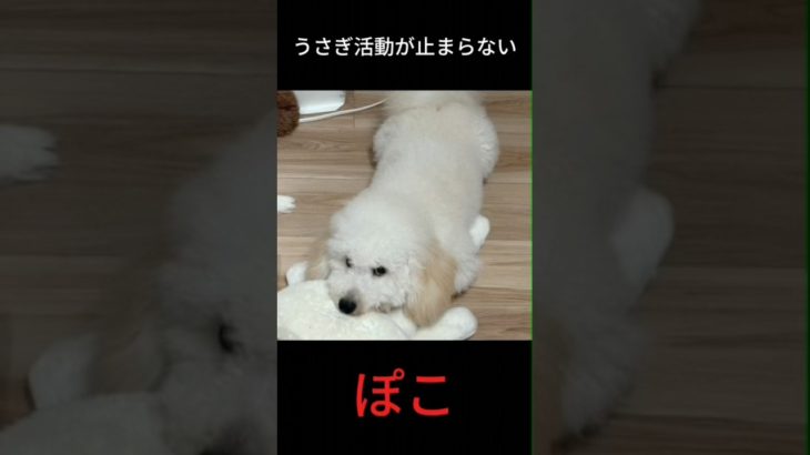 ペットの謎行動「うさぎ活動🐰」 #ペット #犬のいる生活 #トイプードル #犬 #Pet #DogLife #ToyPoodle #dogs