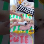 #Pet supplies recommendation# Dogs are pets but also family members#cute #puppy #cutedog #shorts🐶