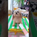 #Pet supplies recommendation# Dogs are pets but also family members#cute #puppy #cutedog #shorts🐶