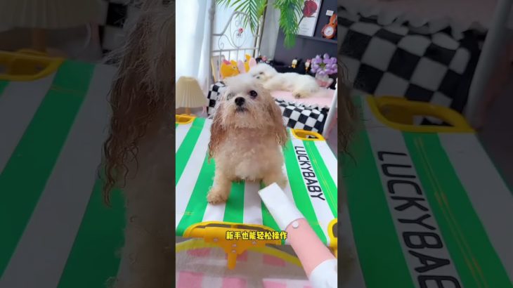 #Pet supplies recommendation# Dogs are pets but also family members#cute #puppy #cutedog #shorts🐶