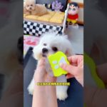 #Pet supplies recommendation# Dogs are pets but also family members#cute #puppy #shorts🐶 #shortsfeed