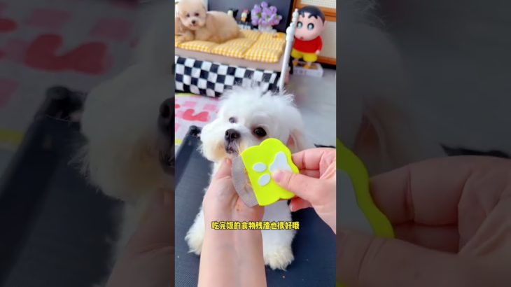 #Pet supplies recommendation# Dogs are pets but also family members#cute #puppy #shorts🐶 #shortsfeed