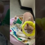 ペット医師として皆さんにお伝えします。ペットの耳の後ろや腋の下など目立たないところの脱皮や痂皮は無視しないでください。多くは病菌感染で、放置すると治療が難しくなります。Puainta ペットスプレー