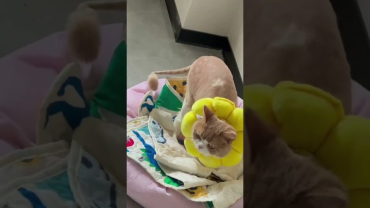 ペット医師として皆さんにお伝えします。ペットの耳の後ろや腋の下など目立たないところの脱皮や痂皮は無視しないでください。多くは病菌感染で、放置すると治療が難しくなります。Puainta ペットスプレー