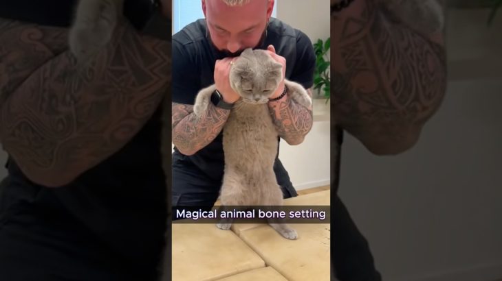 ガクガク音がすごい！ペットの骨のSOS聞こえる？#動物整体 #ペット健康 #獣医師 #癒し動画 #ポキポキ音 #foryou #fyp #SatisfyingPets #ASMRPetCare