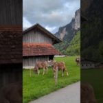 Switzerland Nature Beauty 🌄✨ | Relaxing Visuals