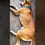 Take a Nap! Wish You don’t Scrolling Me #pets #pets-united #dog #cute #shortfeed #youtubeshorts