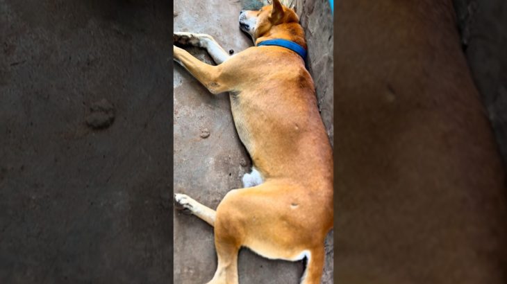 Take a Nap! Wish You don’t Scrolling Me #pets #pets-united #dog #cute #shortfeed #youtubeshorts