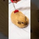 The Little Pet That SINGS For Its Food! 🎶 | The Guinea Pig #shorts