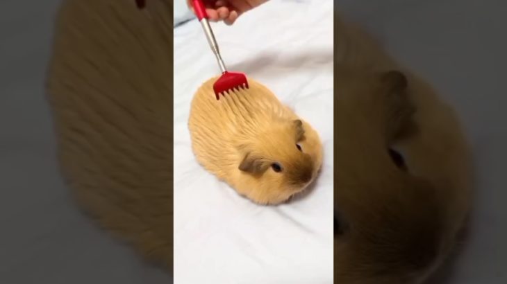 The Little Pet That SINGS For Its Food! 🎶 | The Guinea Pig #shorts