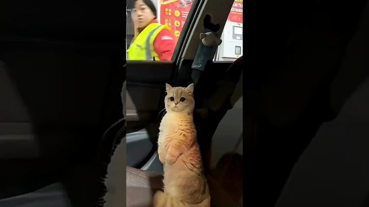 The pet cat will pay the bill 💸 😱 😱 #shortvideo