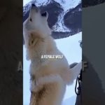 This Man Lived With A Pet Wolf