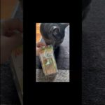 Try Not To Laugh Pet Edition 😂😂😂4 #dogsoftiktok #catsoftiktok #pet #funny #doglover #animalsoftiktok