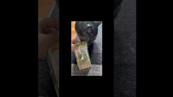 Try Not To Laugh Pet Edition 😂😂😂4 #dogsoftiktok #catsoftiktok #pet #funny #doglover #animalsoftiktok