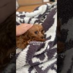 【ペット日常VLOG】今日は家でのんびりDAY スーパーで食材を買い出しして、豚汁をコトコト煮込みました🍲#犬 #おすすめ #可愛い