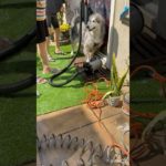 ペット用ブロワーがかなり使える👍blowout my malamute outside#husky #いぬのいる生活 のいる生活 #シベリアンハスキー #alaskanmalamute #もふもふ