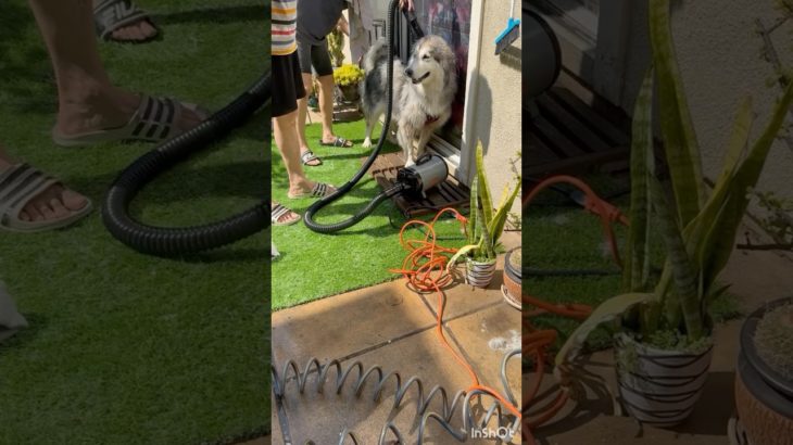 ペット用ブロワーがかなり使える👍blowout my malamute outside#husky #いぬのいる生活 のいる生活 #シベリアンハスキー #alaskanmalamute #もふもふ