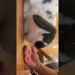 #bunny #rabbit #cutebunny #cuteanimals #cute #bunnies #rabbits #youtube #mybunny #pet #trending