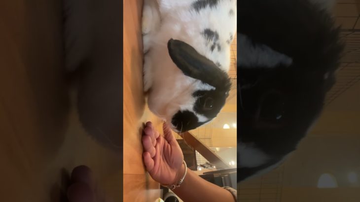 #bunny #rabbit #cutebunny #cuteanimals #cute #bunnies #rabbits #youtube #mybunny #pet #trending