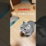 夜中に飼い主を探しに来る #ペット #cat #スコテツシユフォールド #ねこ #猫のいる暮らし