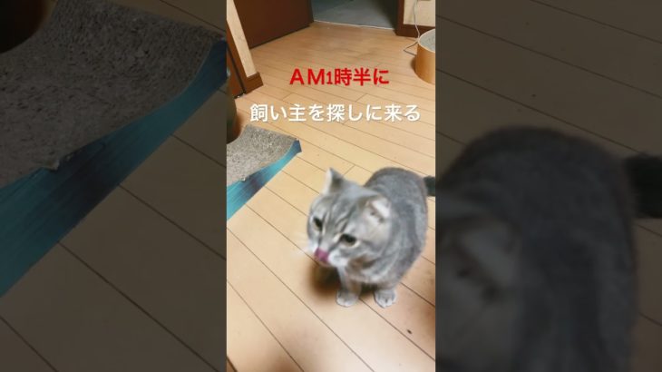夜中に飼い主を探しに来る #ペット #cat #スコテツシユフォールド #ねこ #猫のいる暮らし