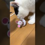 おもちゃ大人気！#おかぴたん#ねこ#いぬ#ペット#動物#好き#大好き#ハチワレ#保護犬#保護猫#ペット#cat #子猫#仔猫#黒猫#三毛猫#心肥大#シニア猫#乳腺腫#フォローしてね#感動#癒し#動物