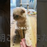 朝ごはん待ち #スコティッシュフォールド #cat #猫のいる暮らし #ねこ #ペット