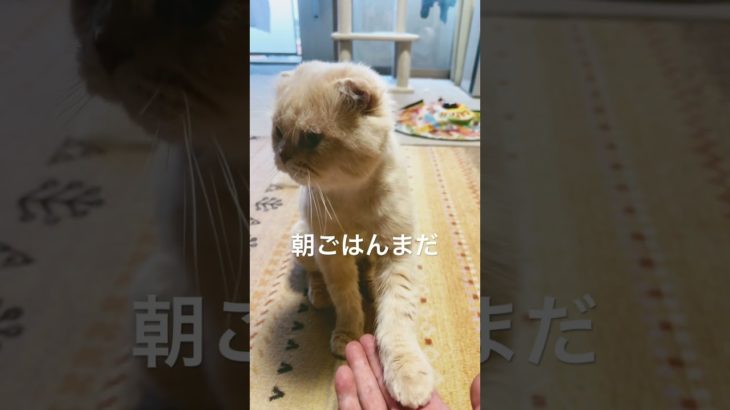 朝ごはん待ち #スコティッシュフォールド #cat #猫のいる暮らし #ねこ #ペット