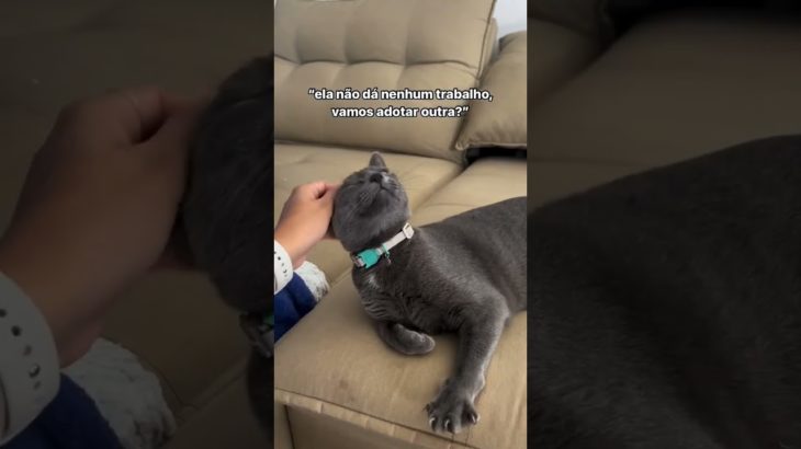 cat Deixa seu like  #pet #fypシ゚viral