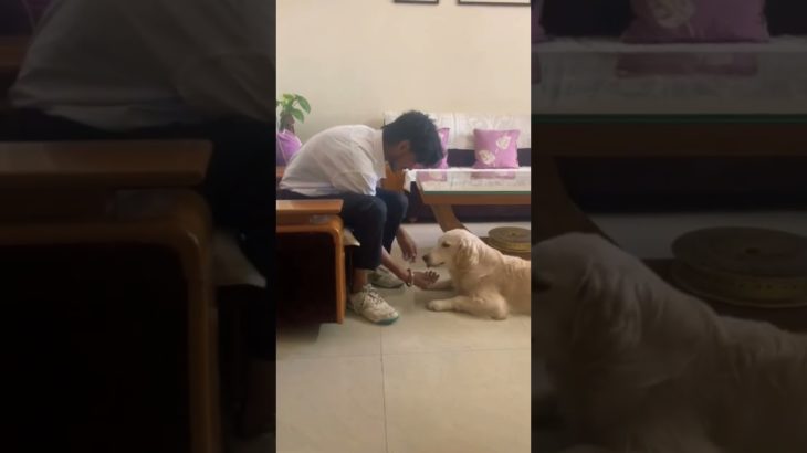 comedy video 😂🐕🐶#youtubeshorts#marcoo#pet#shortvideo#dogtraining#viralshort#comedyshorts#dog