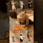 【癒しハムスター】みんなのダンスについて行けないハムスター#かわいい動物 #cupcut #ペット動画