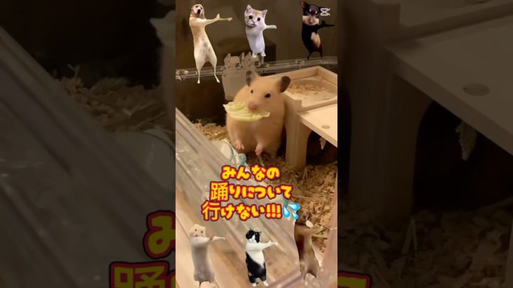 【癒しハムスター】みんなのダンスについて行けないハムスター#かわいい動物 #cupcut #ペット動画
