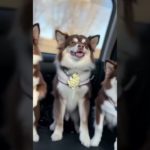 夢ちゃん渾身のダンス #cupcut #ペット #ダンス