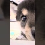 本日の鶴ヶ島店#まめしば#豆柴#dog#ペットショップ