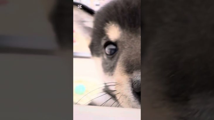 本日の鶴ヶ島店#まめしば#豆柴#dog#ペットショップ