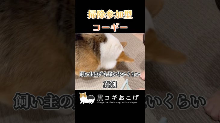 無我夢中でほりほり#dog #コーギー #corgi #犬 #動物 #ペット#黒コギおこげ #おこげ #トライカラー #北海道