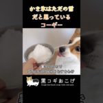 はじめてのかき氷に戸惑うコーギー #dog #コーギー #corgi #犬 #動物 #ペット#黒コギおこげ #おこげ #トライカラー #北海道 #かき氷 #残暑