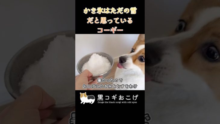 はじめてのかき氷に戸惑うコーギー #dog #コーギー #corgi #犬 #動物 #ペット#黒コギおこげ #おこげ #トライカラー #北海道 #かき氷 #残暑