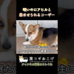 飼い主の遊びに付き合ってくれてありがとう #dog #コーギー #corgi #犬 #動物 #ペット#黒コギおこげ #おこげ #トライカラー #北海道 #アヒル