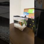 金魚の餌やり　#金魚　#fish #pets #ペット