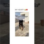 #funnydogs#cute#doglover#doglife#cure#dogshorts#pet#doglife#dogshorts